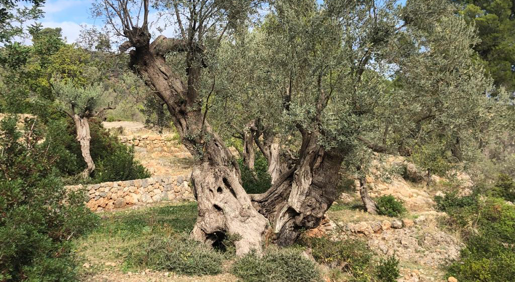 Olive tree grove